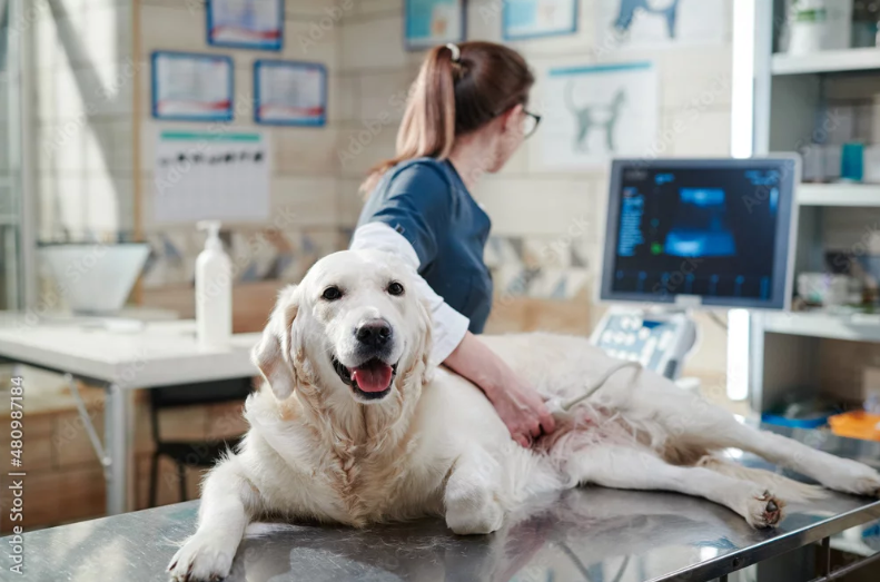Nejčastější nemoci psů v roce 2026 - data z veterinárních klinik, příčiny a prevence 2026 04 14 23h33 47