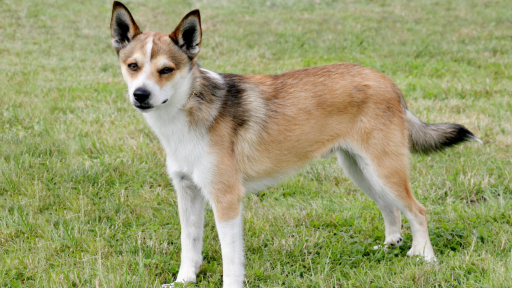 Norský lundehund stojící na trávě – plemeno s šesti prsty na každé tlapce, které patří k nejvzácnějším psům světa.