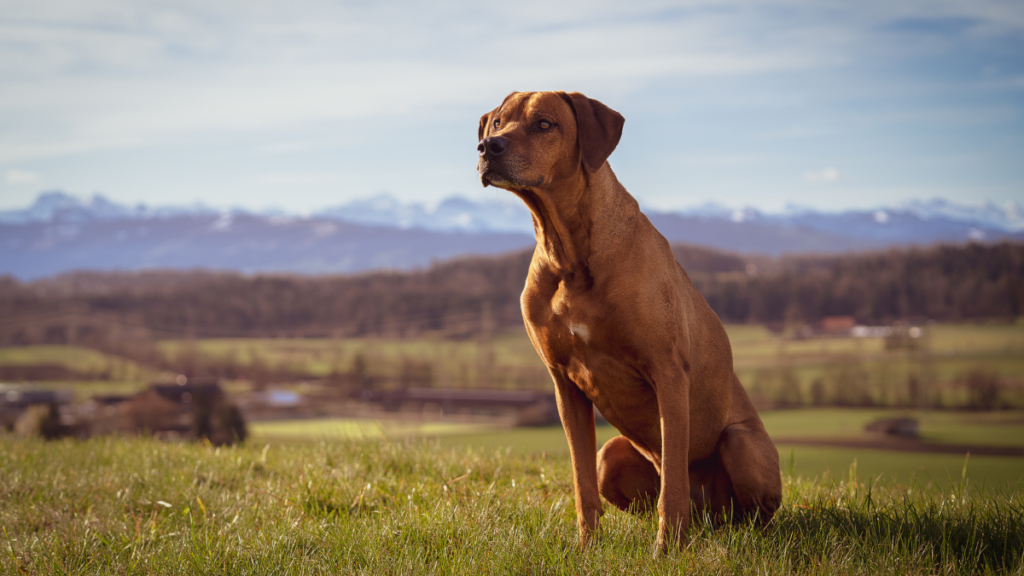 Thajský ridgeback sedící v trávě s výhledem na horskou krajinu
