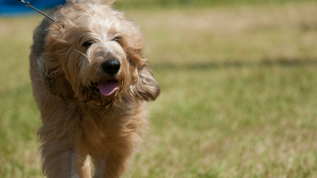 Pes plemene otterhound na vodítku při procházce v trávě