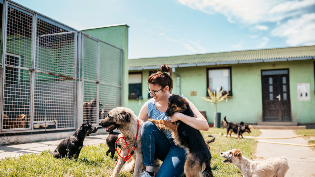 Přehled útulků v Česku a rady, jak zvládnout adopci psa nebo kočky clanky discover