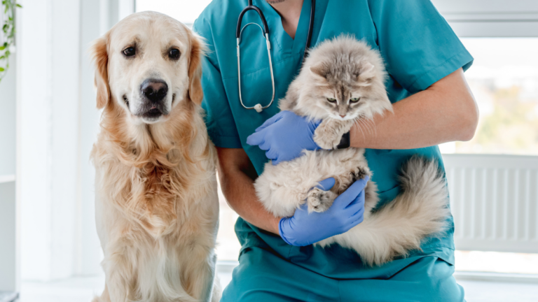Kde najít veterináře v ČR a kdy se psem nebo kočkou vyrazit na veterinu hned