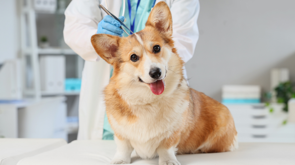 Pes plemene corgi na vyšetřovacím stole u veterináře