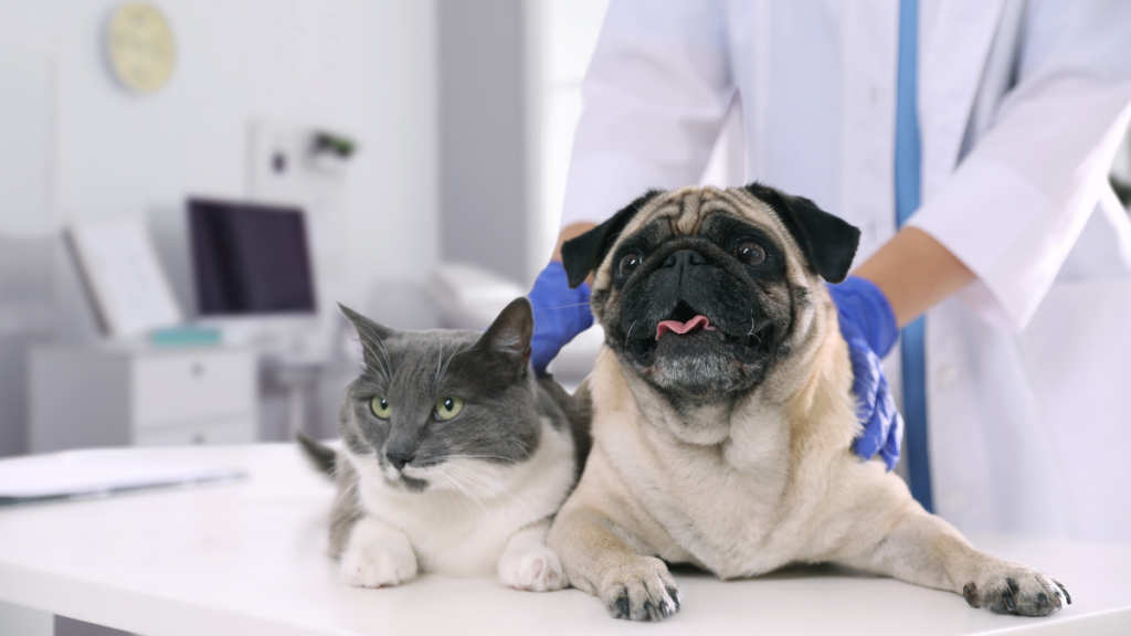 Pes a kočka na vyšetřovacím stole u veterináře
