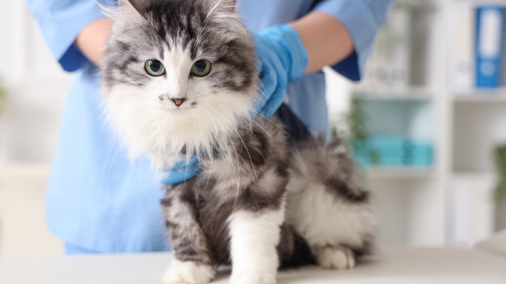 Veterinář drží kočku na vyšetřovacím stole při preventivní kontrole